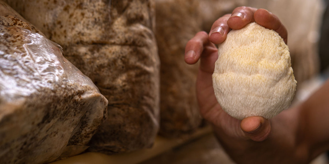 How Long Does It Take for Lion's Mane to Work? The Real Results Timeline