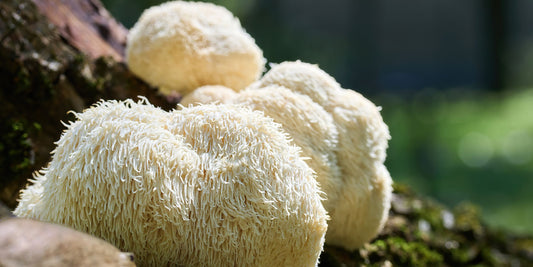 The Comprehensive Guide to Lion's Mane Mushroom Tinctures: Benefits, Science, and Daily Usage