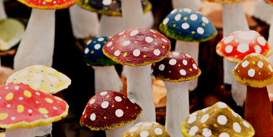 Gummies vs. Tinctures: Which Functional Mushroom Delivery Method is Best?
