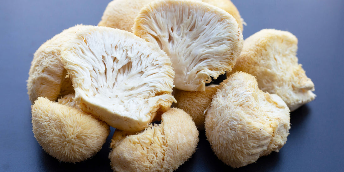 Mycelium-Free Lion’s Mane